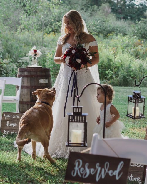 Hund Hochzeit Vorfreude
