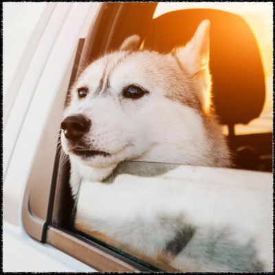 Hund Hochzeit Sicherheit
