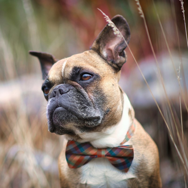 Hund Hochzeit Tipps