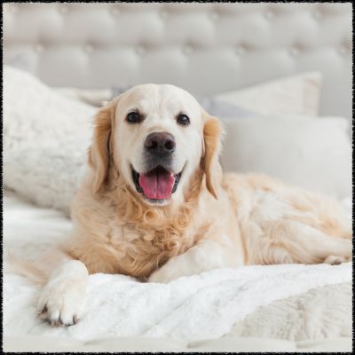Hund Hochzeit Hotelzimmer
