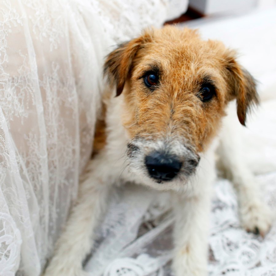 Hund Hochzeit Rolle